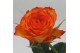 Rosa beau monde estoril gevlamd oranje 