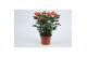 Rosa beau monde estoril gevlamd oranje 