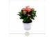 Anthurium andr. livium red schaal 