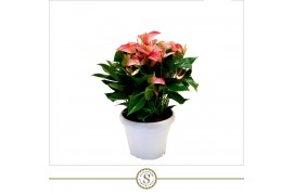Anthurium andr. livium red schaal