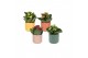 Kalanchoe blossfeldiana rosalina gemengd KP-881.1 - Kalanchoe Rosalina 