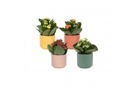 Kalanchoe blossfeldiana rosalina gemengd KP-881.1 - Kalanchoe Rosalina