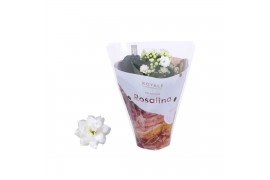 Kalanchoe rosalina wit royale
