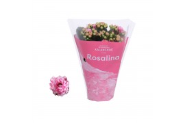 Kalanchoe rosalina alano bicolor in roze hoes