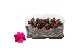 Kalanchoe blossfeldiana rosalina don victorio paars trayfolie