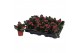 Kalanchoe blossfeldiana rosalina don victorio zonder hoes 