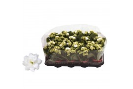 Kalanchoe rosalina don dione wit in trayfolie