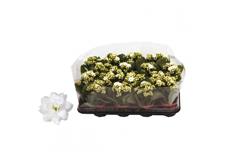 Kalanchoe rosalina don dione wit in trayfolie 