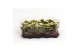 Kalanchoe rosalina don dione wit in trayfolie 