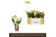 Orchidee Encyclia Yellow - 2 tak 