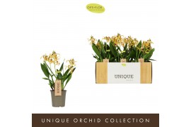 Orchidee Encyclia Yellow - 2 tak