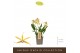 Orchidee Encyclia Yellow - 2 tak 