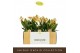 Orchidee Encyclia Yellow - 2 tak 