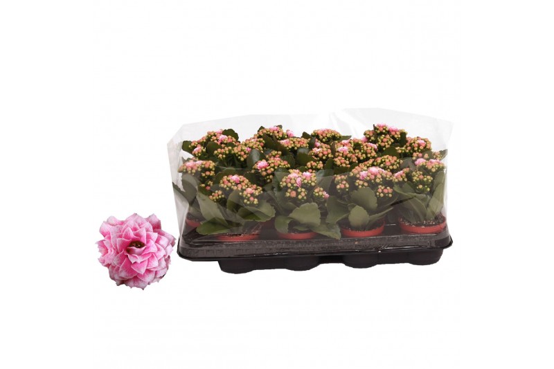 Kalanchoe rosalina don alano roze/wit in trayfolie 