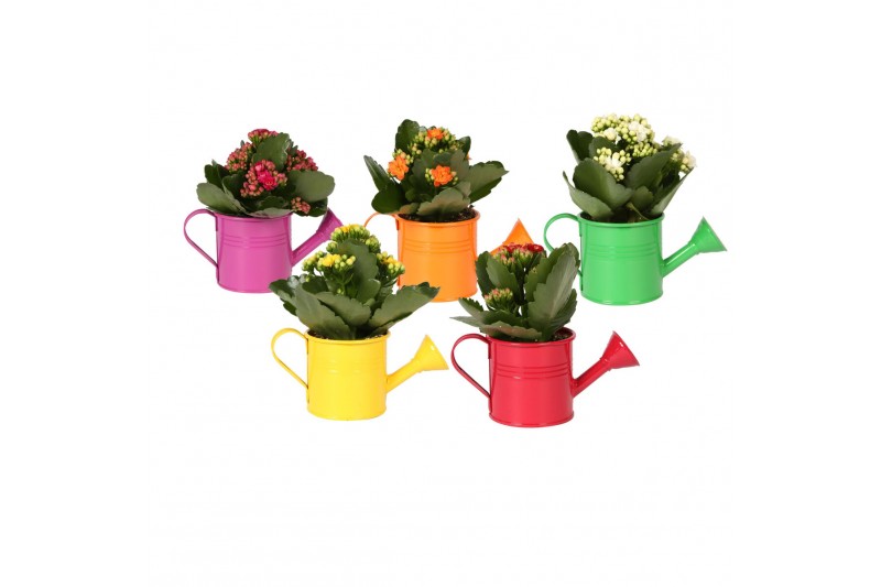 Kalanchoe blossfeldiana rosalina gemengd KP-508.1 - Kalanchoe Rosalina Kalanchoe blossfeldiana rosalina gemengd KP-508.1 - Kalanchoe Rosalina