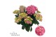 Hydrangea macr. sweet campino Roze 5-6 Bloem 