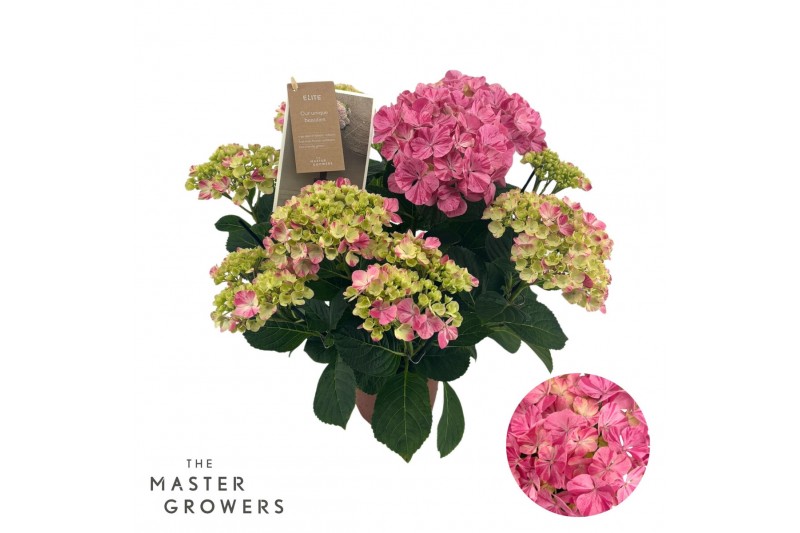 Hydrangea macr. sweet campino Roze 5-6 Bloem Hydrangea macr. sweet campino Roze 5-6 Bloem