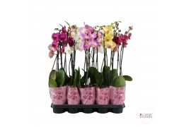 Phalaenopsis mix A2 - 2 tak - 65/70cm