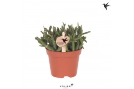 Rhipsalis burchellii Kolibri Greens Rhipsalis Burchellii 1 pp  cm diam