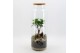 Arrangementen kamerplanten GRCR-2547 Green Essentials Terrarium 1 pp 