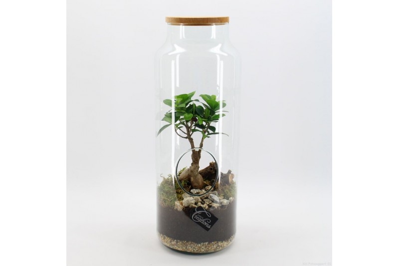 Arrangementen kamerplanten GRCR-2547 Green Essentials Terrarium 1 pp Arrangementen kamerplanten GRCR-2547 Green Essentials Terrarium 1 pp