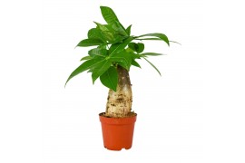Pachira aquatica Pachira Aquatica 9 cm trunk 1 pp