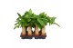 Pachira aquatica Pachira Aquatica 9 cm trunk 1 pp 