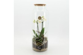 Phalaenopsis PHAL-2529W Phalaenopsis creatie terrarium 2 pp