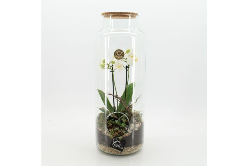 Phalaenopsis PHAL-2529W Phalaenopsis creatie terrarium 2 pp 
