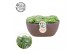 Sempervivum arachnoideum Summer Collection 
