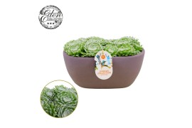Sempervivum arachnoideum Summer Collection