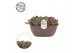 Echeveria Rosy Frills - Summer Collection 