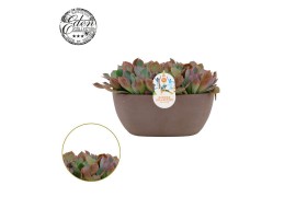 Echeveria Rosy Frills - Summer Collection