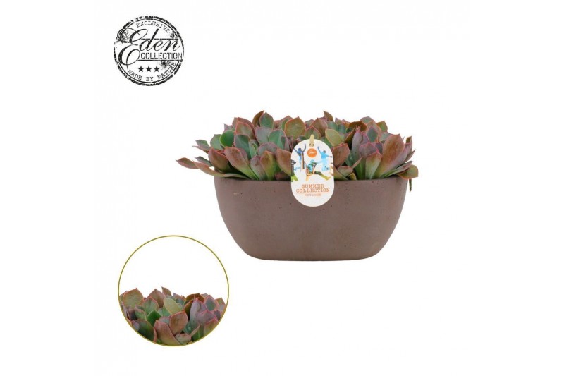 Echeveria Rosy Frills - Summer Collection Echeveria Rosy Frills - Summer Collection