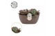 Kalanchoe humilis surprising desert Summer Collection 