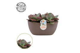 Kalanchoe humilis surprising desert Summer Collection