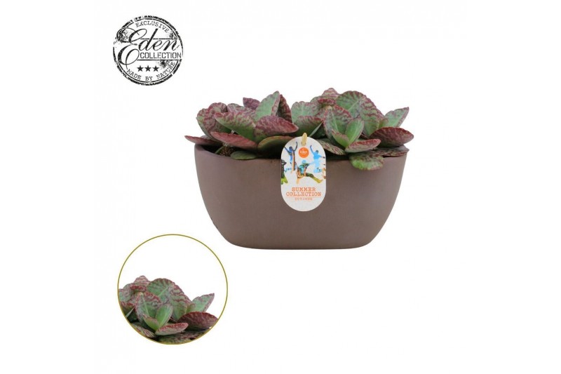 Kalanchoe humilis surprising desert Summer Collection Kalanchoe humilis surprising desert Summer Collection