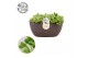 Cotyledon ladysmithiensis Summer collection 