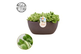 Cotyledon ladysmithiensis Summer collection