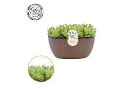 Crassula Moneymaker - Summer Collection