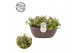Crassula Pellucide - Summer Collection 