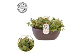 Crassula Pellucide - Summer Collection
