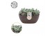 Echeveria Bubbles - Summer Collection 