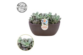 Echeveria Bubbles - Summer Collection