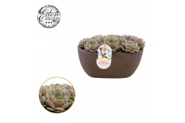 Echeveria Lola - Summer Collection