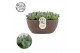 Echeveria Opalina - Summer Collection 