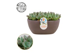 Echeveria Opalina - Summer Collection