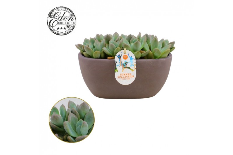 Echeveria Opalina - Summer Collection 