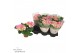 Hydrangea macr. early rosa Roze 2-3 Bloem 
