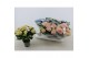 Hydrangea macr. magical revolution Mix 5-6 Bloem 